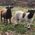 Sheep Katahdin Ram Lamb 1 thumbnail