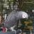 African grey 5 thumbnail