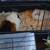 Guinea Pigs 4 thumbnail