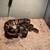 Ball Python for sale 1 thumbnail