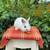 Young Netherland dwarf rabbits 8 thumbnail