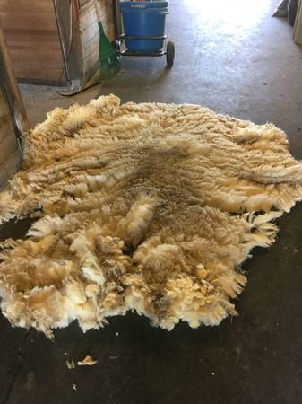 RAW WOOL 1