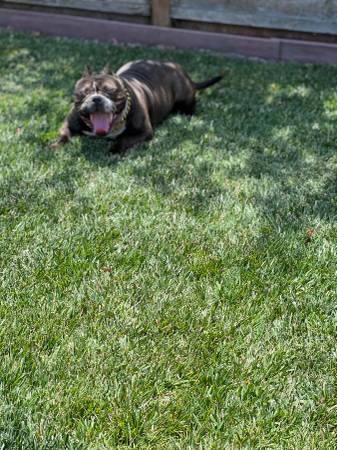 Rehoming female bulldog brindle (fremont / union city / newark)63890025537665120