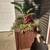 Cedar planters with plants 3 thumbnail