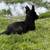 Belgian Malinois 6 thumbnail