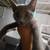 4 10-12 Week old kittens 3 thumbnail