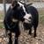 Pregnant Nigerian Dwarf Goat 1 thumbnail