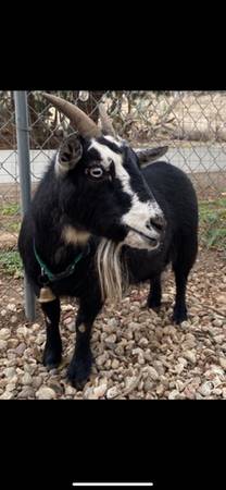 Pregnant Nigerian Dwarf Goat 1