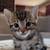 BengalKittyLitterbox 2 thumbnail