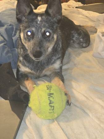 BLUE HEELER perdido (Longview/ Columbia Heights)63778679788931120