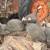 Guinea fowl 3 thumbnail
