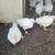 Meat Chickens 2 thumbnail