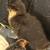 Hatching eggs, roosters, hens, bearded Silkies 3 thumbnail