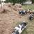 Kunekune 5 thumbnail