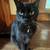 $500 REWARD Missing Black Cat 2 thumbnail