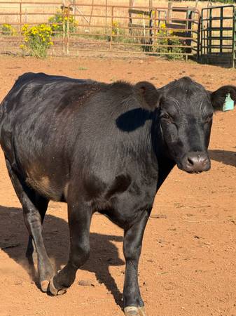 Small frame black angus heifer 1