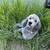 Poodle 1 thumbnail