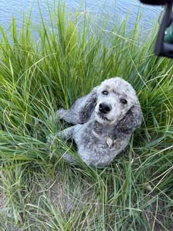 Poodle 1