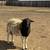 doper sheep 2 thumbnail