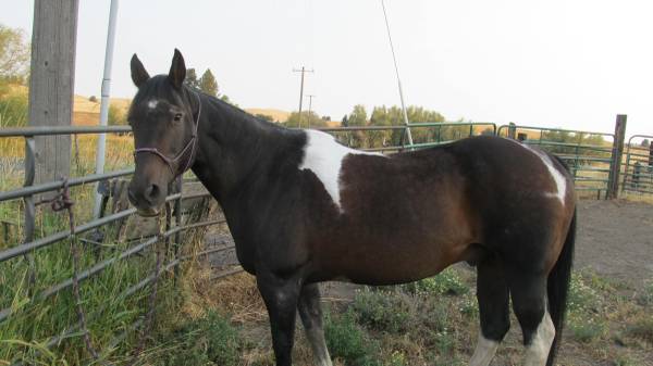 beautiful retired rodeo horse 1