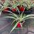 SPIDER PLANTS-Great Air Cleaning Houseplant 2/$10 5 thumbnail