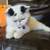 Boy Exotic shorthair kitten 2 thumbnail