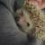 Hedgehog 2 thumbnail
