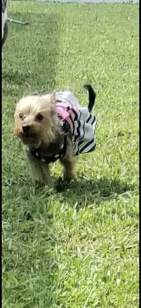 Perra Yorkie necesita reubicación. Buena con otros perros pequeños. Aproximadamente 6 años (Port Saint Lucie)63832903087491120