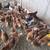 Chicken 2 thumbnail