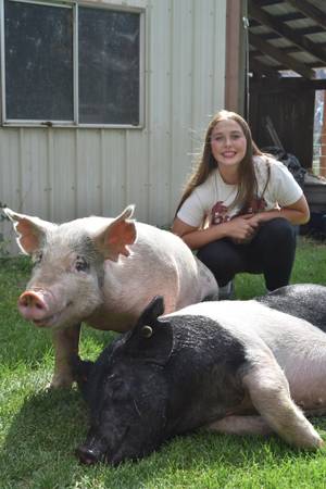 4H Market hog 1