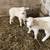 Sheep--Ewe with twin lambs, Katahdin purebred 2 thumbnail