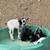 Billy goats 8 thumbnail