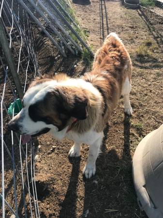 Saint Bernard 1