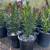 Beautiful Lush Oleander 1 thumbnail