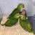Red Headed Amazon Parrots 2 thumbnail
