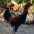 Gallos,roosters,gamefowl 13 thumbnail