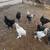 Bulk roosters 2 thumbnail