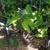 ELEPHANT EARS (various types) 4 thumbnail