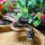 Ball python 1 thumbnail