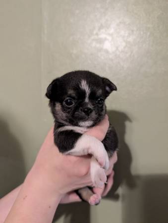 3 chihuahuas machos (Gadsden)63612565858561124