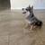 Pomsky Pups 2 thumbnail