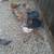 Chickens 5 thumbnail