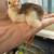Guinea Keets 5 thumbnail