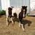Nice Shetland pony mare 2 thumbnail