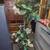 Decorative artificial plant 1 thumbnail