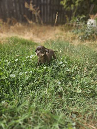 Chihuahua puppies (Sacramento)63919895123843123
