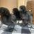 Hatching Eggs 1 thumbnail