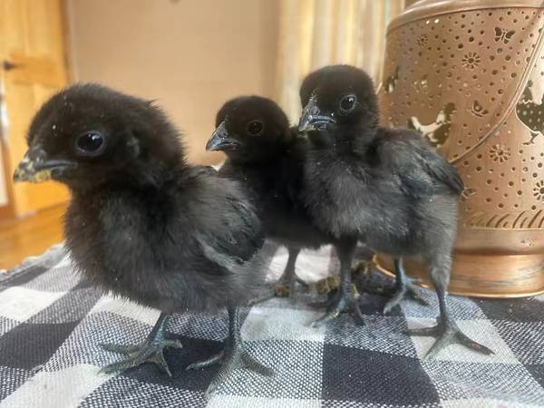 Hatching Eggs 1