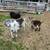 Goats 2 thumbnail