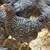 Chicks Pullets 4 thumbnail